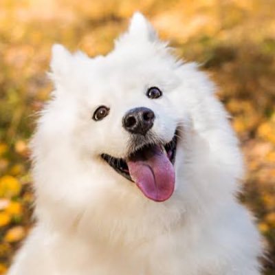 Ai_beriemu_love's profile picture. べりえむナイトのサモエド担当Ai(アイ)です🩷ここで逢えるのでぜひ来てください➡️@veri_m_v