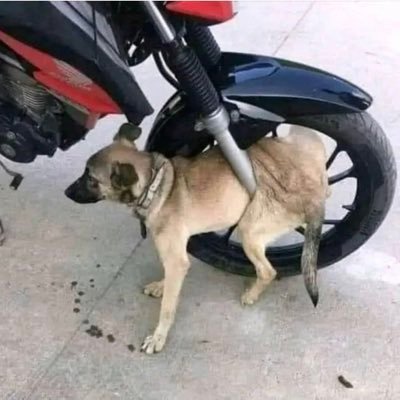 Nicocibangu65's profile picture. Every challenge is an opportunity to grow.