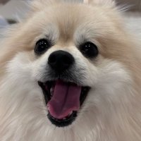 きゅう🥒ポメラニアン (@kyuchaka) 's Twitter Profile