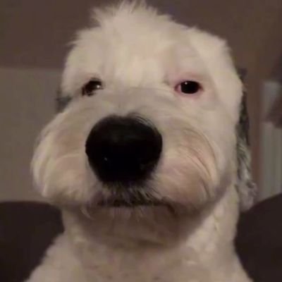 harvarduni420's profile picture. Highly professional fund manager with several dollars in AUM