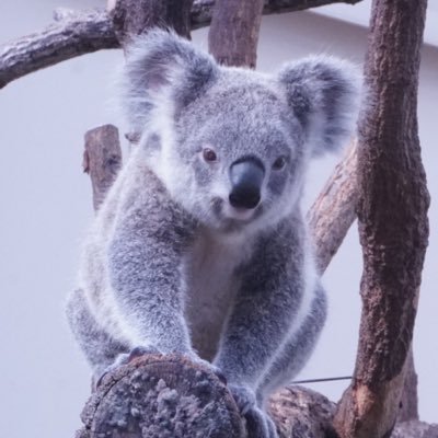 koala_sukekoro's profile picture. 眠るきんときを見てコアラにハマったコアラ初心者です🔰 多摩きんとき🐨王子おうき🐨平川かすみ🐨埼玉さち🐨