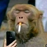 80 (@80iqgenius) 's Twitter Profile
