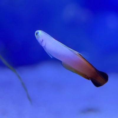 finalgambit_'s profile picture. 