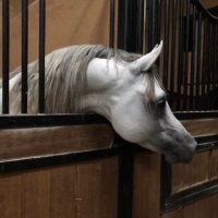 بندر السويلم (@banderswilm) Twitter profile photo