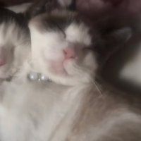 しぐま (@sigumagaiji) Twitter profile photo