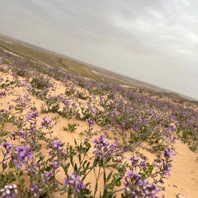 سبحان الله وبحمده ، سبحان الله العظيم ، استغفرالله عدد خلقه وزنة عرشه ومداد كلماته