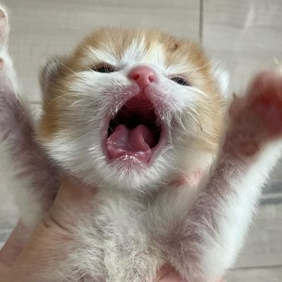 Abhi1617's profile picture. kuch nahi