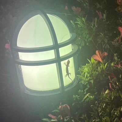 real_ktgs's profile picture. レガレイラ