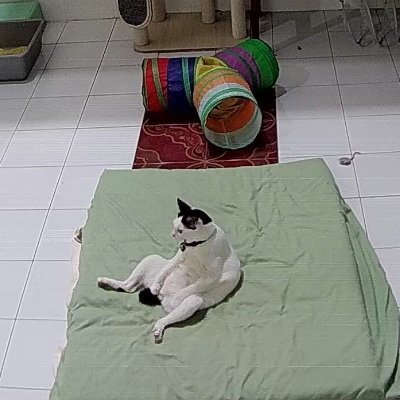 zasskiiaana's profile picture. 