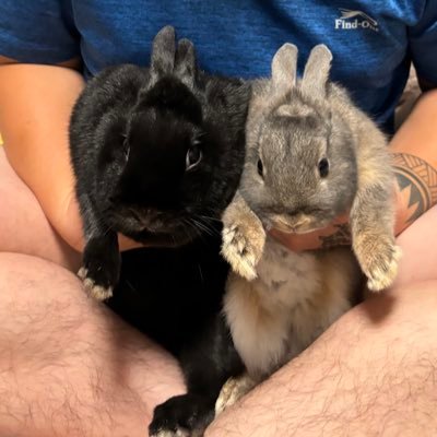 普段はニート、たまにお仕事のお手伝いしてます。 ご依頼は以下アカウントに連絡してください☺️ 泣いて喜びます @fujino_setsubi