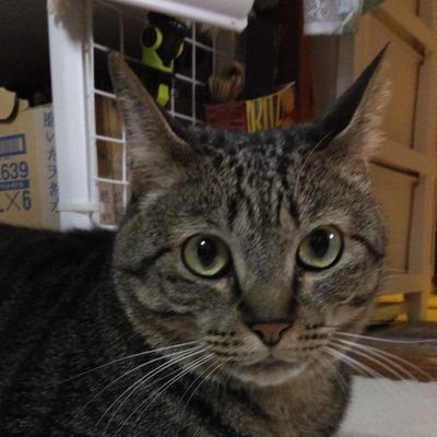 324touko's profile picture. 猫大好き～😸漣(ﾚﾝ)♂4月20日産まれ(推定)　
相葉ちゃんが大好きです💕応援してます✨