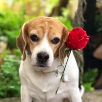 Lori (@beagley1229) 's Twitter Profile