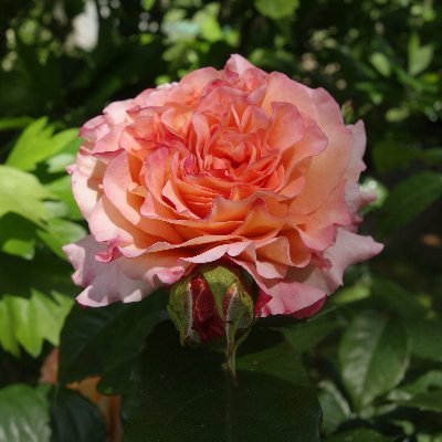 Barbara Rottmannさんのプロフィール画像