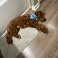 Dawgs by 50 (@alex11236013) 's Twitter Profile