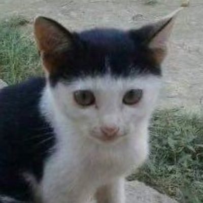 miiiiiiiiioooo's profile picture. 🏴‍☠️⚔️🦋🪻🪓🗡️🪭🌙