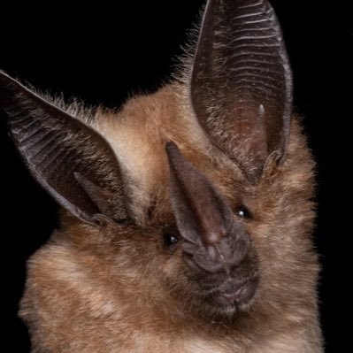 inditism's profile picture. pretty amazing to be something, at least