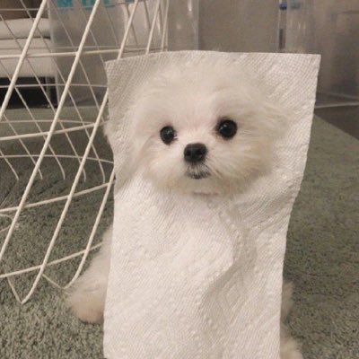 aprilyblue's profile picture. ⟢ dek68+1🐰🩷⠀⠀⠀⠀⠀⠀ ⠀⠀⠀⠀⠀⠀ ⠀⠀⠀⠀⠀⠀ ⠀ ⠀𓊆 goal 𓊇 chula110 𓈒𓏸