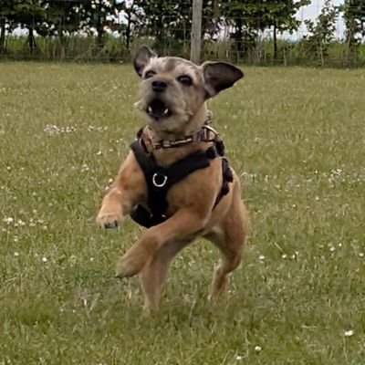I try to keep my humans under control whilst we help to save seals.
Very proud member of #BTPosse
Inspiration & face of Mum's new Etsy business BonniesBearHugs