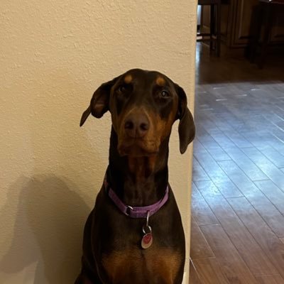 DonnaDomingue51's profile picture. 