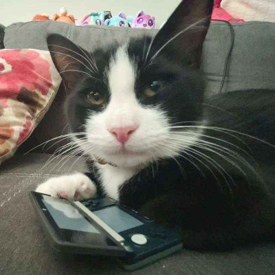 Solar1DK's profile picture. Cat on the 3DS