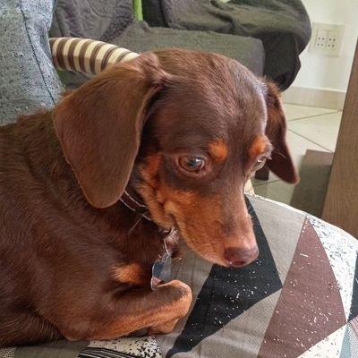 lomb40183's profile picture. Dogs and cats🐱🐶