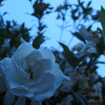 TonkatsuTaster's profile picture. Extinguish the flame of the mind, and take control of the river inside you !!