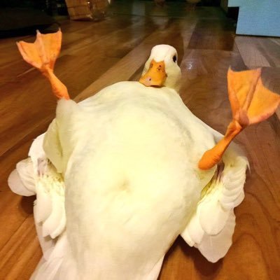 moyashi_bat's profile picture. マリオカート、遊戯王、メダルゲーム、恐竜キングアカウント @marika_itf