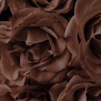 Brown🤎 (@brownn2) 's Twitter Profile