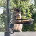 Abbey The Freedom Squirrel (@asquirrelabbey) Twitter profile photo Abbey The Freedom Squirrel (@asquirrelabbey) Twitter profile photo