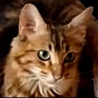 ⵙⵉⵄⴰⵜⵓ ⴰⵍⵍⴻⵉ🌻 (@s33333a) Twitter profile photo