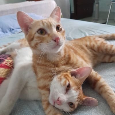 こんにちは!私は誇り高き猫好きで、2匹の愛猫の幸運な飼い主です。雪のように優しい心を持つユキと、好奇心旺盛で生意気なハキリです。私の人生は、喉をゴロゴロ鳴らす音、遊び心のある足音、心地よい抱擁でいっぱいです。もし私と同じくらい猫が好きなら、ぜひ繋がって、猫たちの物語や、猫たちがもたらしてくれる喜びを分かち合いましょう!