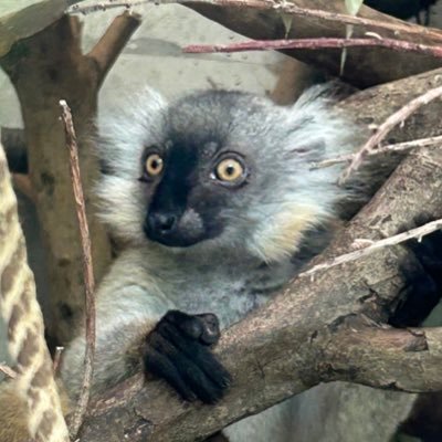 ねぎとろさんのプロフィール画像