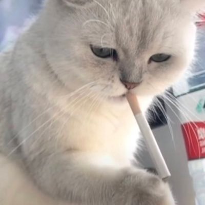 ziao1223's profile picture. 喜欢埋伏的钻死手，发推分享后涨幅最大的几个战绩 $mubarak-100x $bigcousin- 80x $luxun-60x $ethard-50x $DORO-60x 分享后但自己卖飞几十倍的也有很多 强行删除了记忆