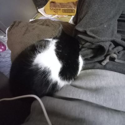 39TXpqPztRnv4Nn's profile picture. 猫