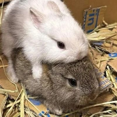 FIGHTG367's profile picture. 🍥05年xnn喵😼｜🍥深度结晶雏草姬一只😽😽😽｜🍥一只m喵喜欢绳艺但苦手😿😿😿｜🍥梦想变得越来越可爱喵！