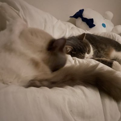 IbnX2hlVQ095891's profile picture. すてきなであいがありますよーに！（ヒスイと）