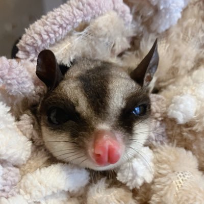 fluffy_1018's profile picture. 兎とチンチラとフクロモモンガとファンシーラットとレオパとニシアフとイエアメとマカロニマウスとフトアゴとイッヌと暮らす人｡マジで親バカです｡動物大好き💭🎀 ふわふわ大好き💕ぬい撮りもします｡無言フォローすみません💦