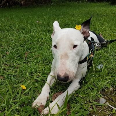 TOTAL RECHAZO AL ABORTO
Caminando por la vida con la ayuda de DIOS 🙏🏻.
Amor por los animales (Tiberio el #1).
No al maltrato de ninguna especie.
DERECHA