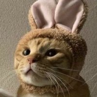 🐈 (@leeknowyouth) 's Twitter Profile Photo 🐈 (@leeknowyouth) 's Twitter Profile Photo