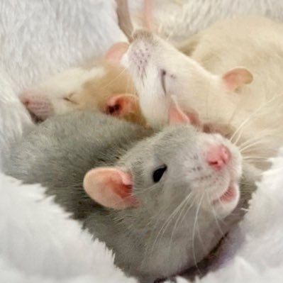 25.05.09ファンシーラット3匹♂お迎え🐭すめし💛びすこ🤍らむね🩵げっ歯類/犬/魚/女児アニメ/ゲーム好き🎯ダーツばっかりしてる🎯