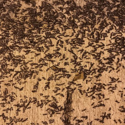 kemalozkann60's profile picture. 