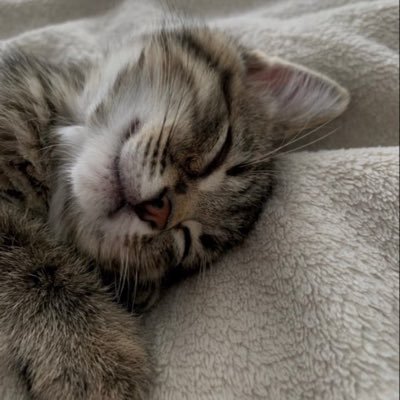 felinoskill Profile