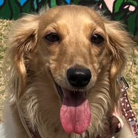 さお (@fsswn01) 's Twitter Profile