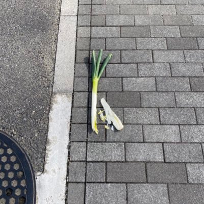 dypnyu's profile picture. 