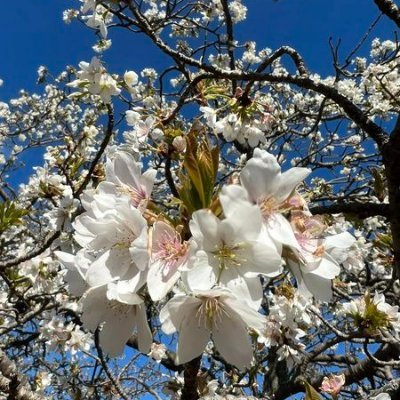 ekdams2206's profile picture. 時間が教えてくれるのは、最後まであなたを伴うのは古い人の手ではなく、喉を傷める酒です🍷