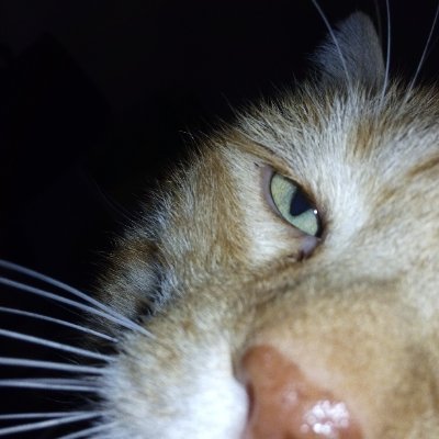 Bimba di Upas, gattara, molisana di nascita e romana d'adozione🐱