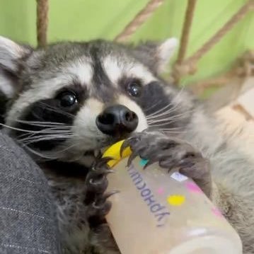 Bonjour! Bienvenue sur mon profil 🦝.
Je m'excuse pour mes fautes de frappe.
Mon niveau de francais n'est pas très élevé, mais, je souhaite m'améliorer.