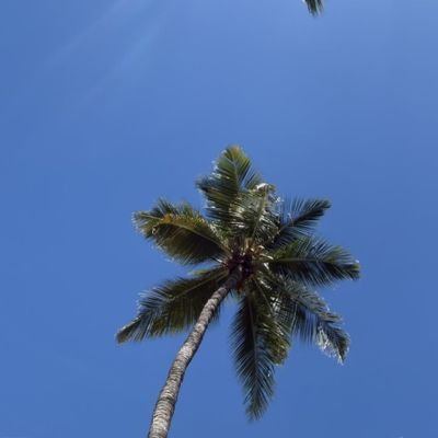 jj210101's profile picture. 