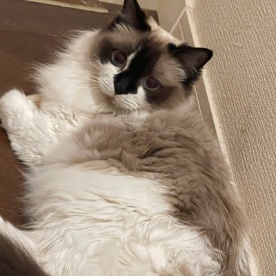 yuki11mayu06's profile picture. 25.05.11二度目の🧊 @yukimayu0626 ちょっとずつ再開🤏　初当選がこない🥺