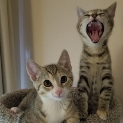 Mom: coffee lover, nap taker, comic sans hater.
Felines: 6 year old siblings 🐱🐱 Binks & Brian
🐱🐱🌈🌈 Nickel & Luna
#catsoftwitter